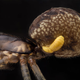 Image for article titled The creepiest photographs of things you can only see under a microscope